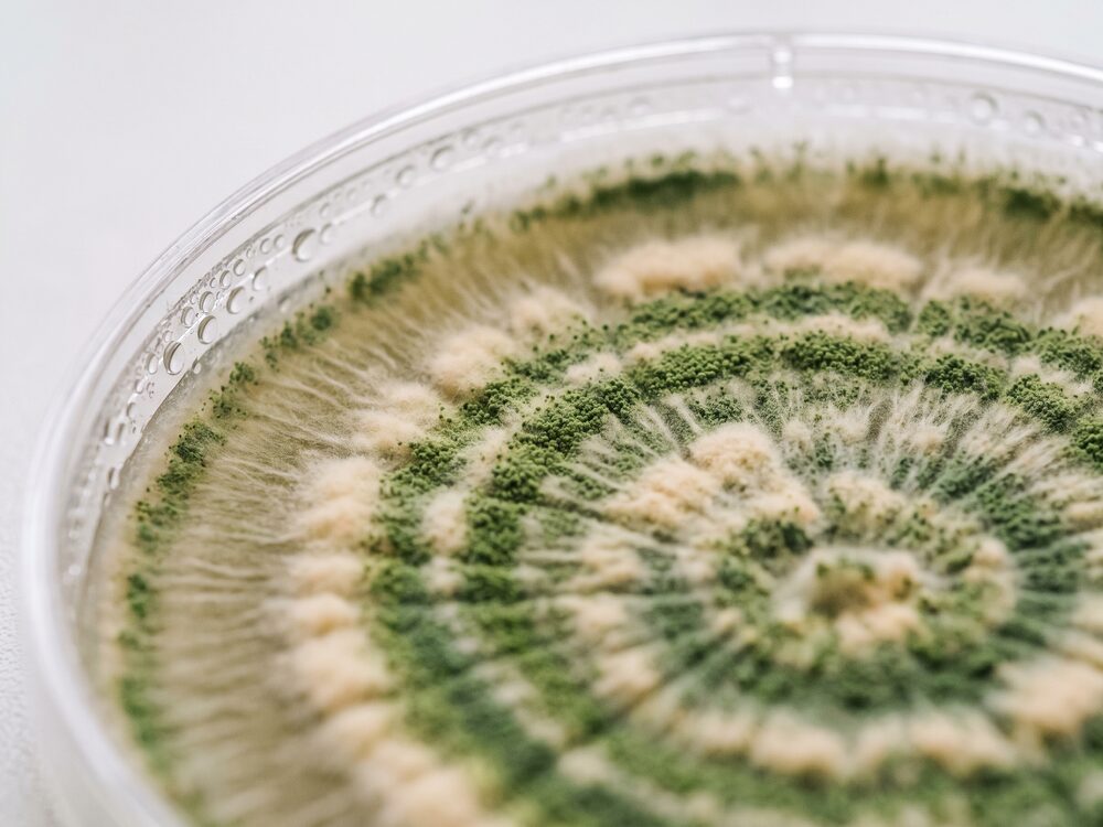Colonia de Trichoderma esporulando em placa