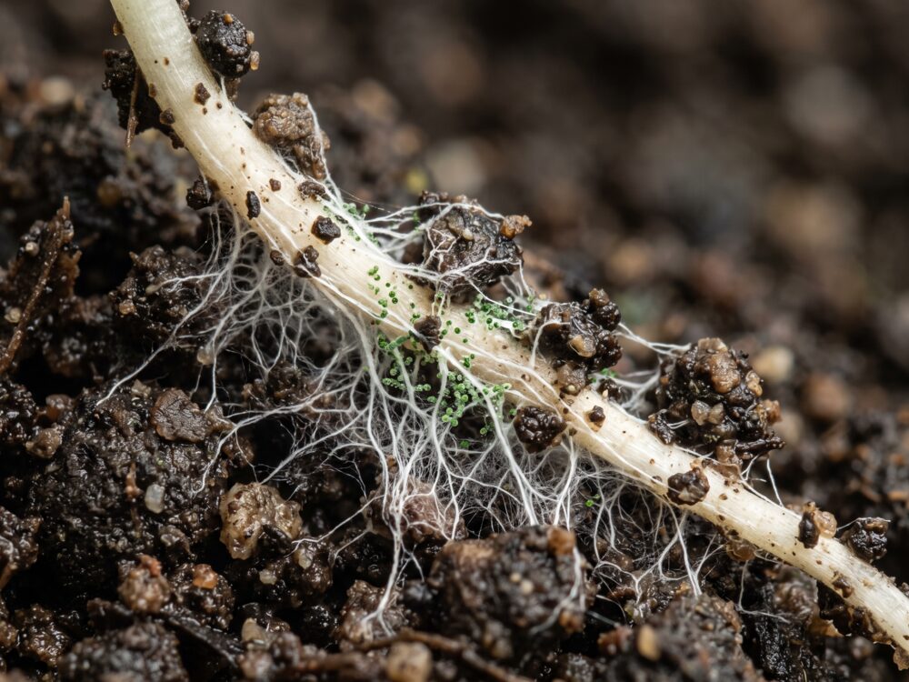 Miceli o de Trichoderma colonizando a raiz