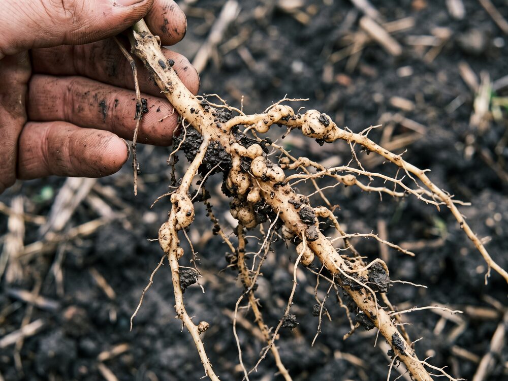 Raiz de soja com galhas de nematoide