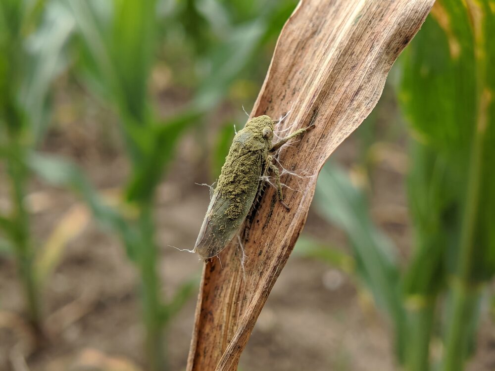 Cigarrinha tomada por Metarhizium anisopliae