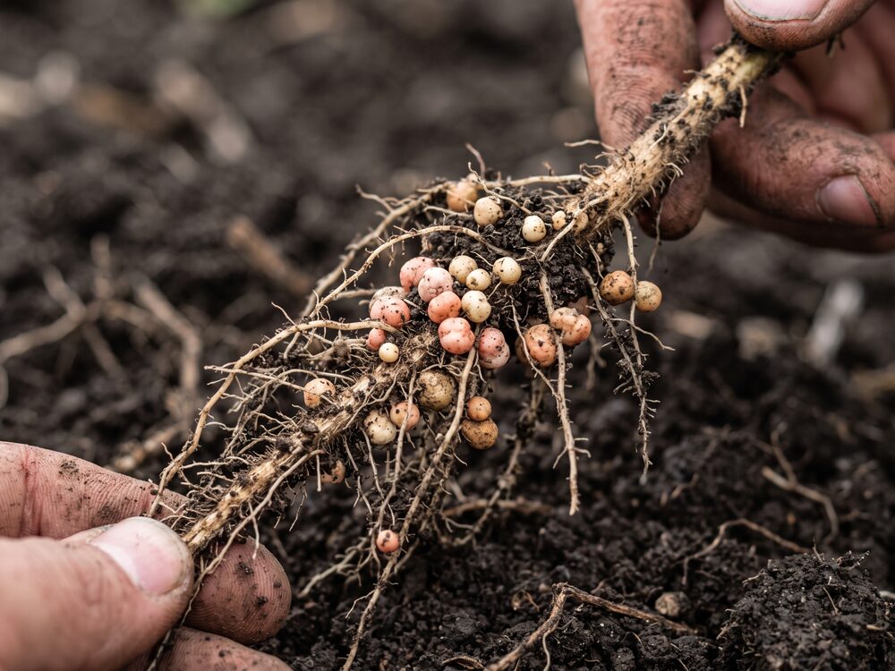 Nodulos de fixacao de nitrogenio na raiz de soja