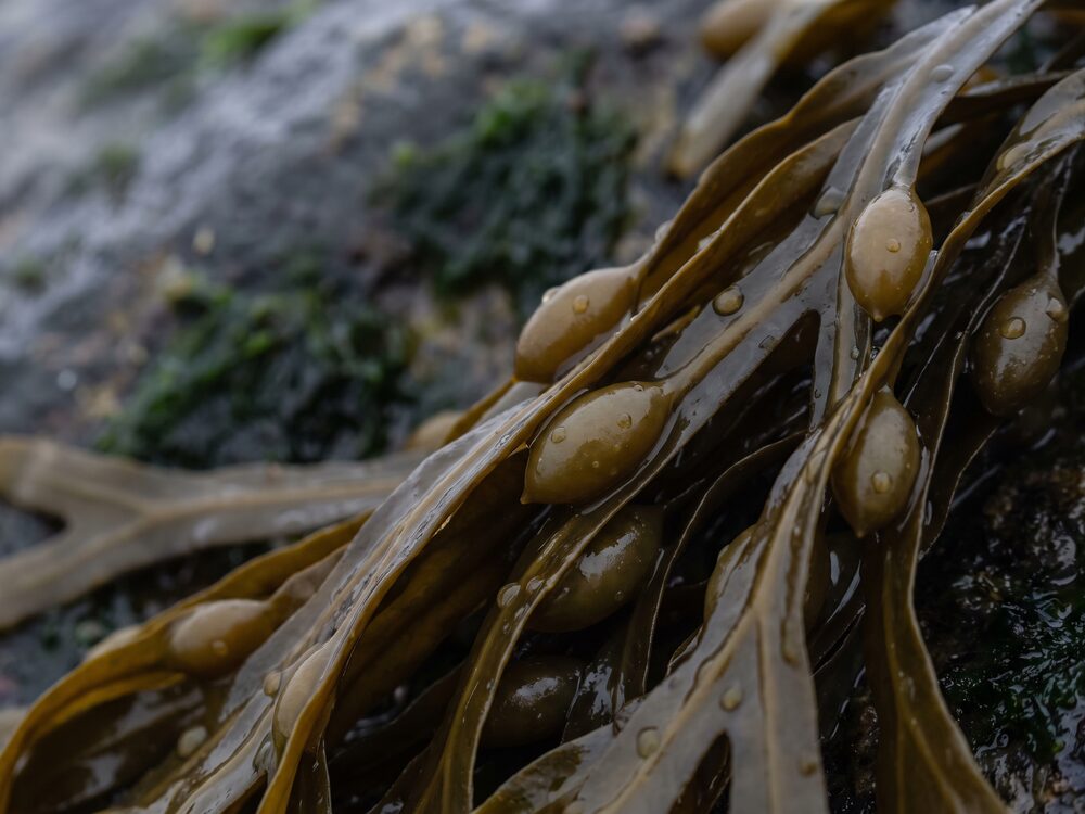 Alga marinha Ascophyllum nodosum